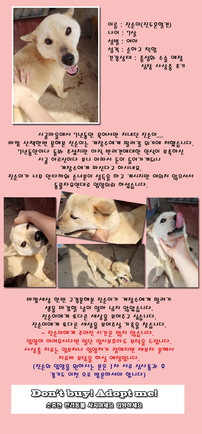 [D13-032관외]개장수에게 팔려갈 위기에 있는 진순이