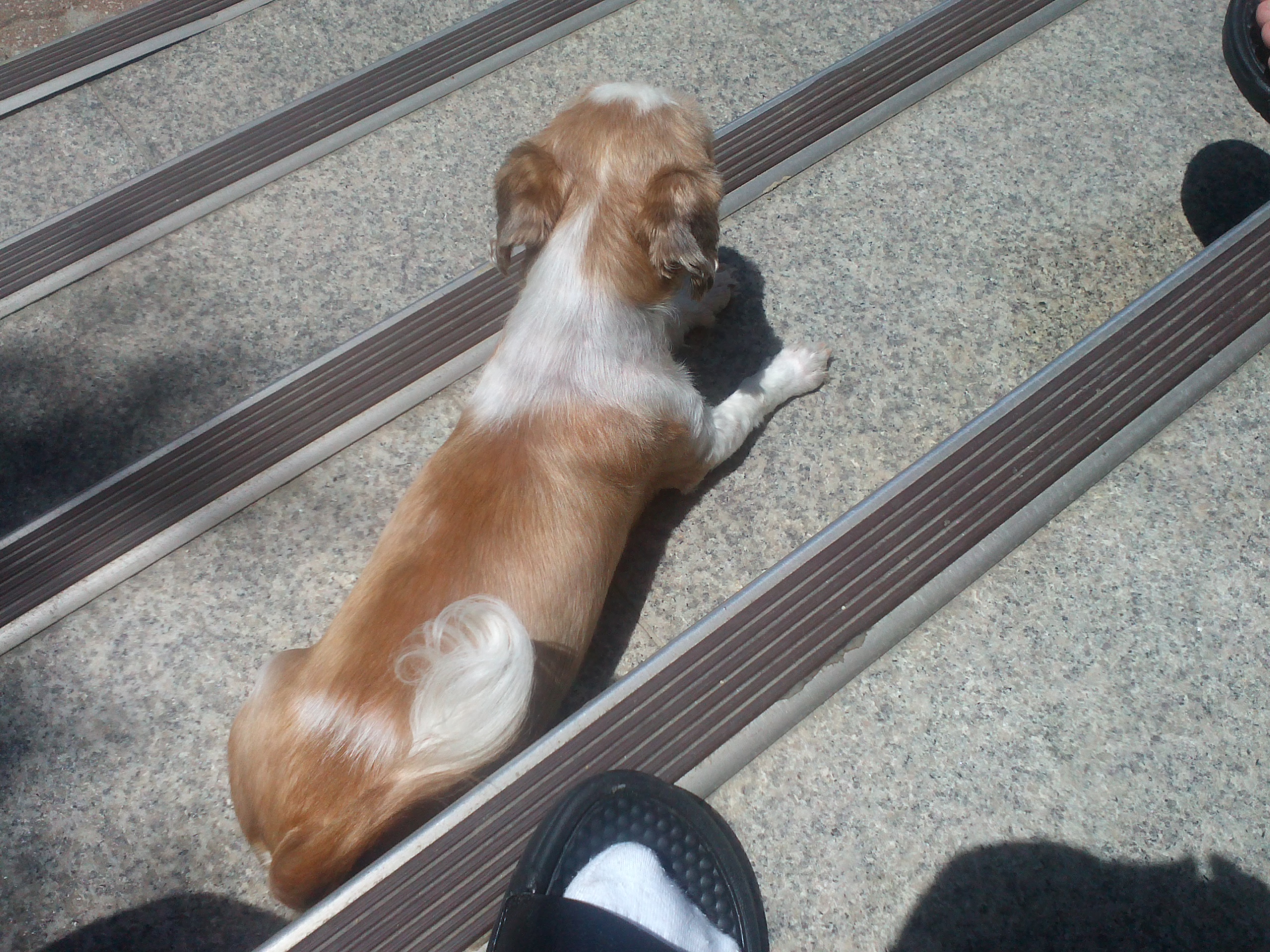 시추 찾아요(경기도 시흥시 정왕동)