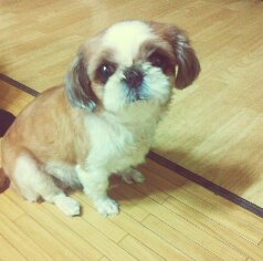 시추 찾아요(경기도 시흥시 정왕동)