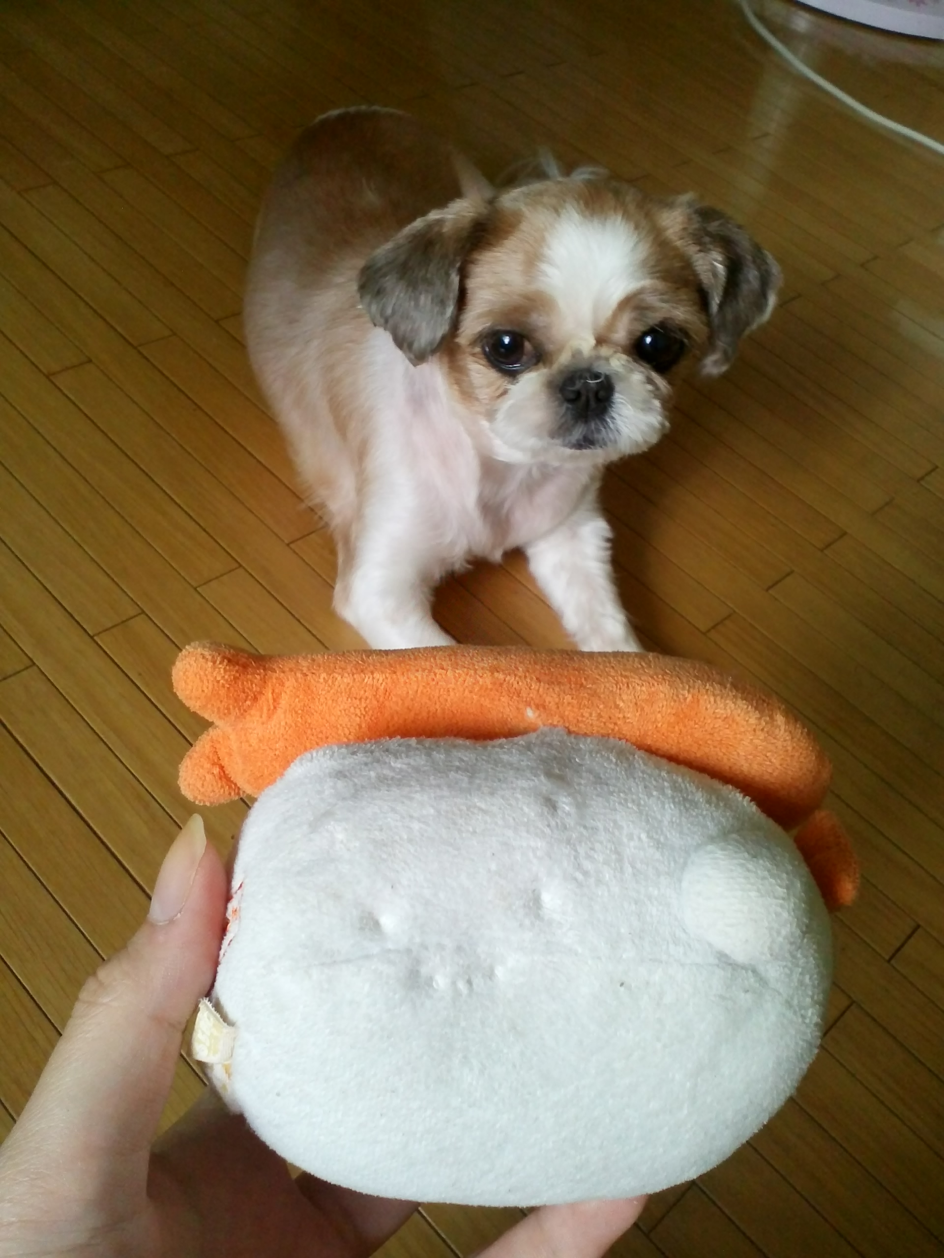 시추 찾아요(경기도 시흥시 정왕동)