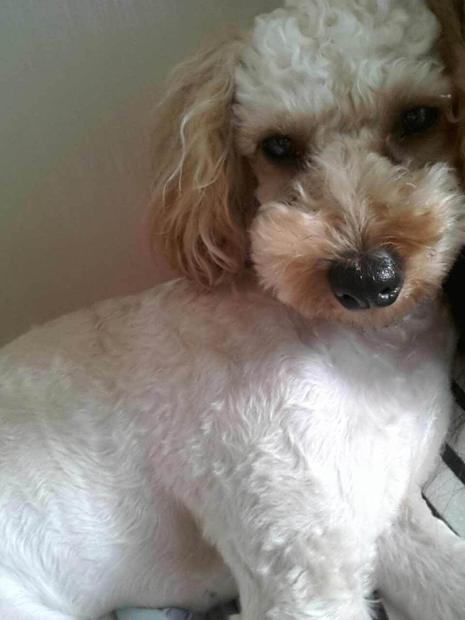 구름이를 찾습니다