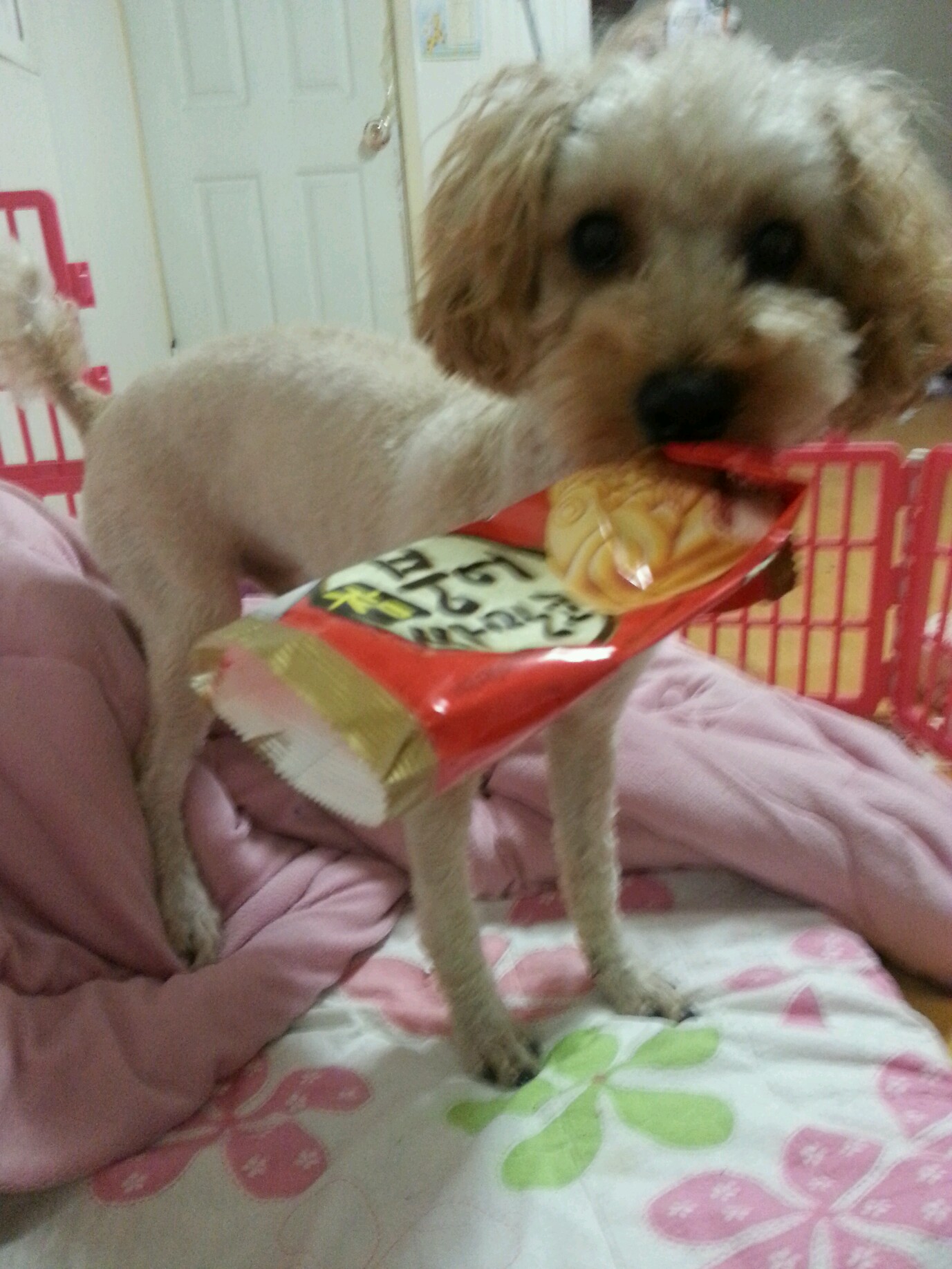 구름이를 찾습니다