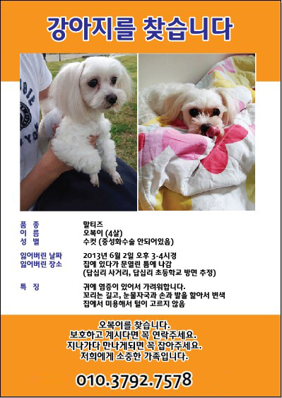 말티즈 남아찾습니다.<<동대문구,답십리>>