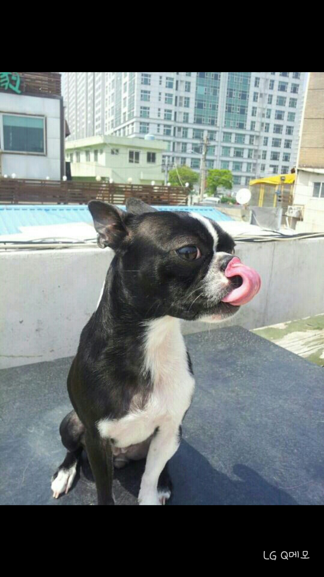 보스턴테리어찾습니다 (부산시 해운대구)