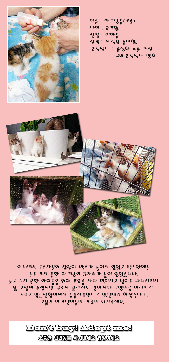 [D13-33관외]현관앞에 버려져 있던 아기냥이들