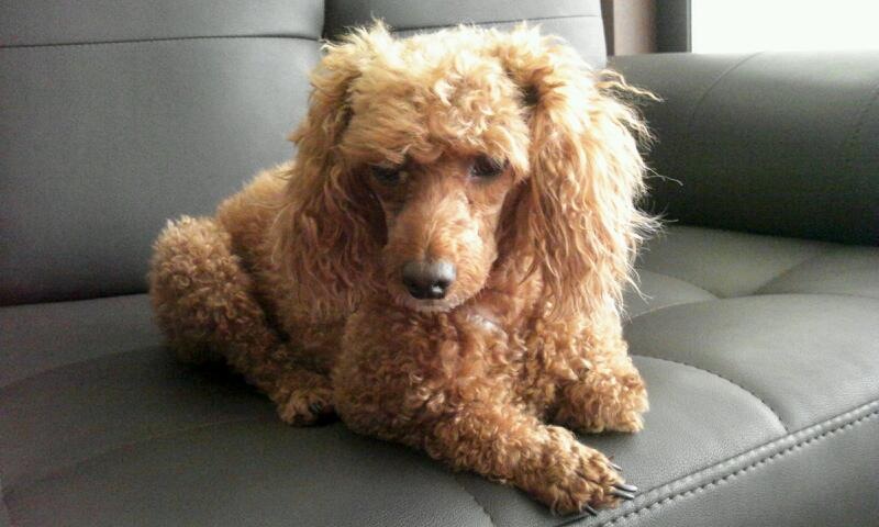 울산시 무거동 갈색푸들 찾습니다