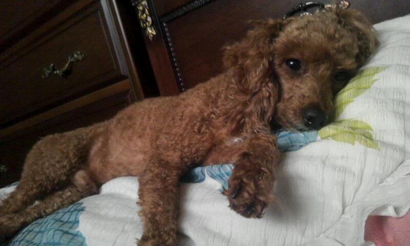 울산시 무거동 갈색푸들 찾습니다