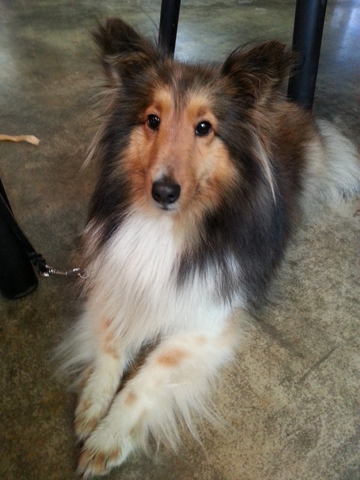 서울 강남구 수서동 일원동 분실 강아지 찾습니다