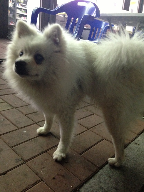 *수컷 사모예드* 고양시 일산동구 백마마을 5단지~6단지 사이 편의점 앞 발견 