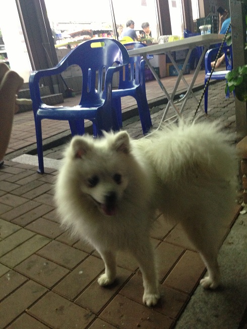 *수컷 사모예드* 고양시 일산동구 백마마을 5단지~6단지 사이 편의점 앞 발견 