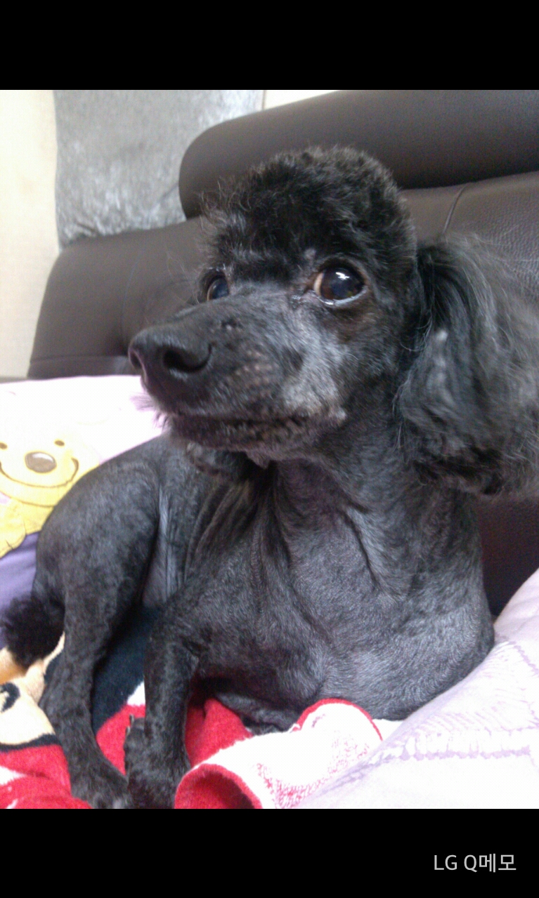 수원 검정 푸들을 찾습니다