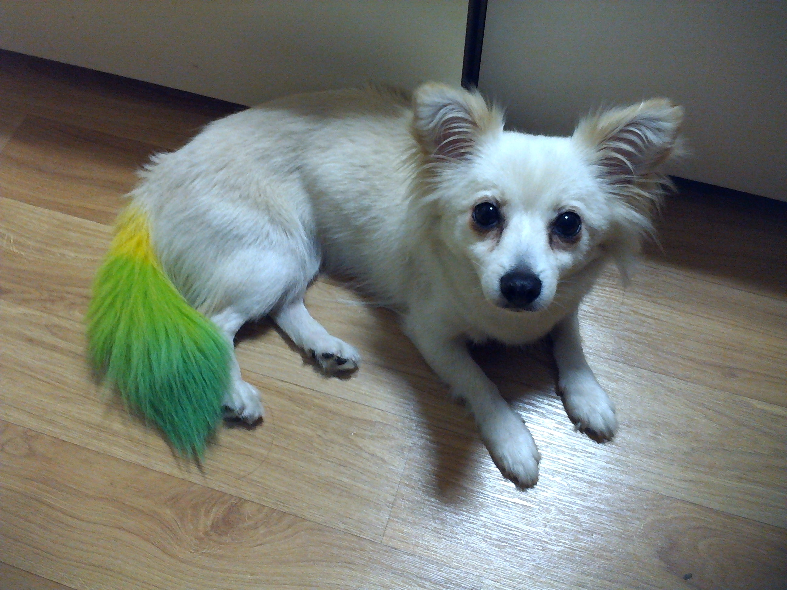 송파구 길음동에서 길잃은 강아지를 찿았습니다.