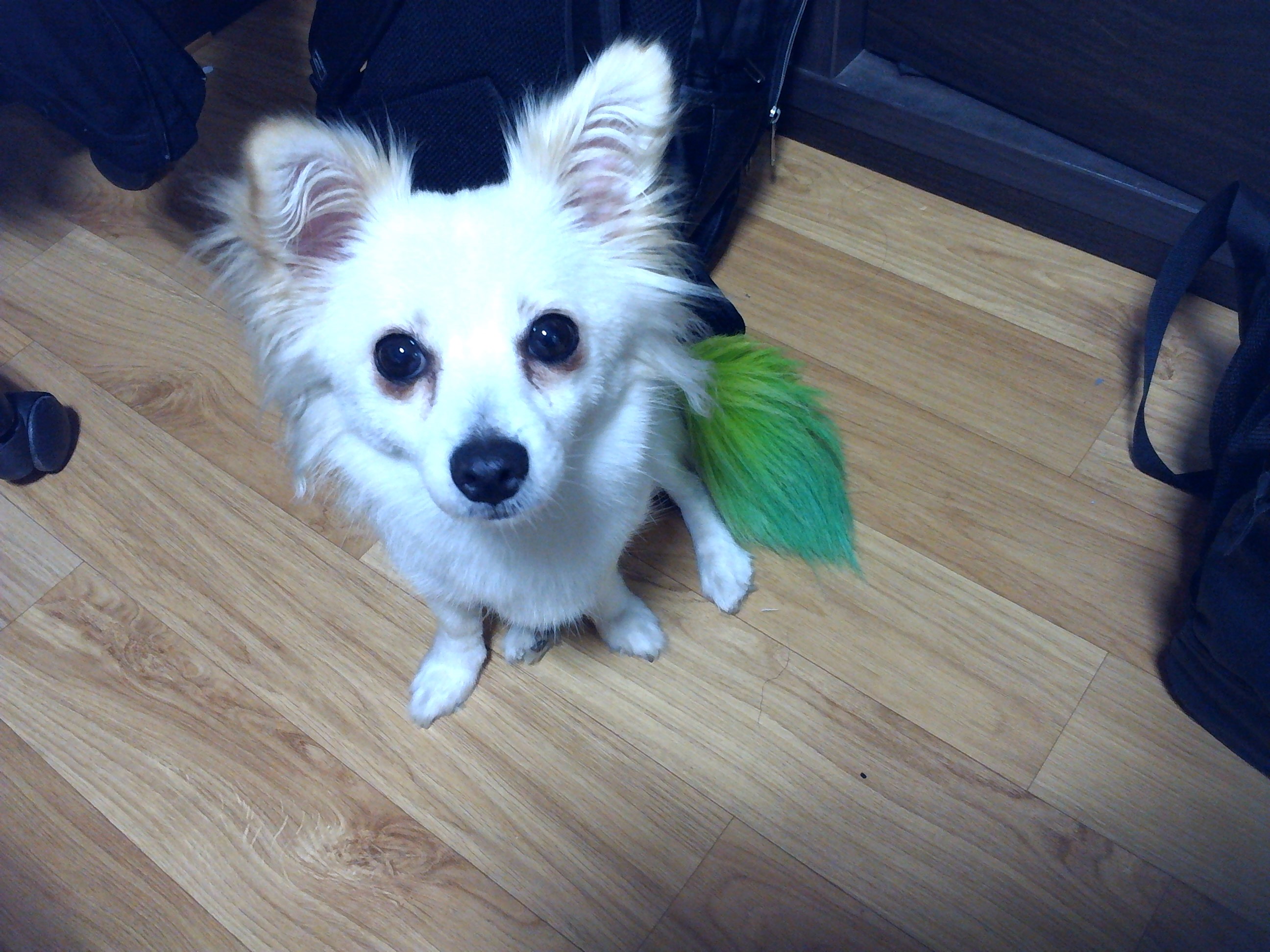 송파구 길음동에서 길잃은 강아지를 찿았습니다.