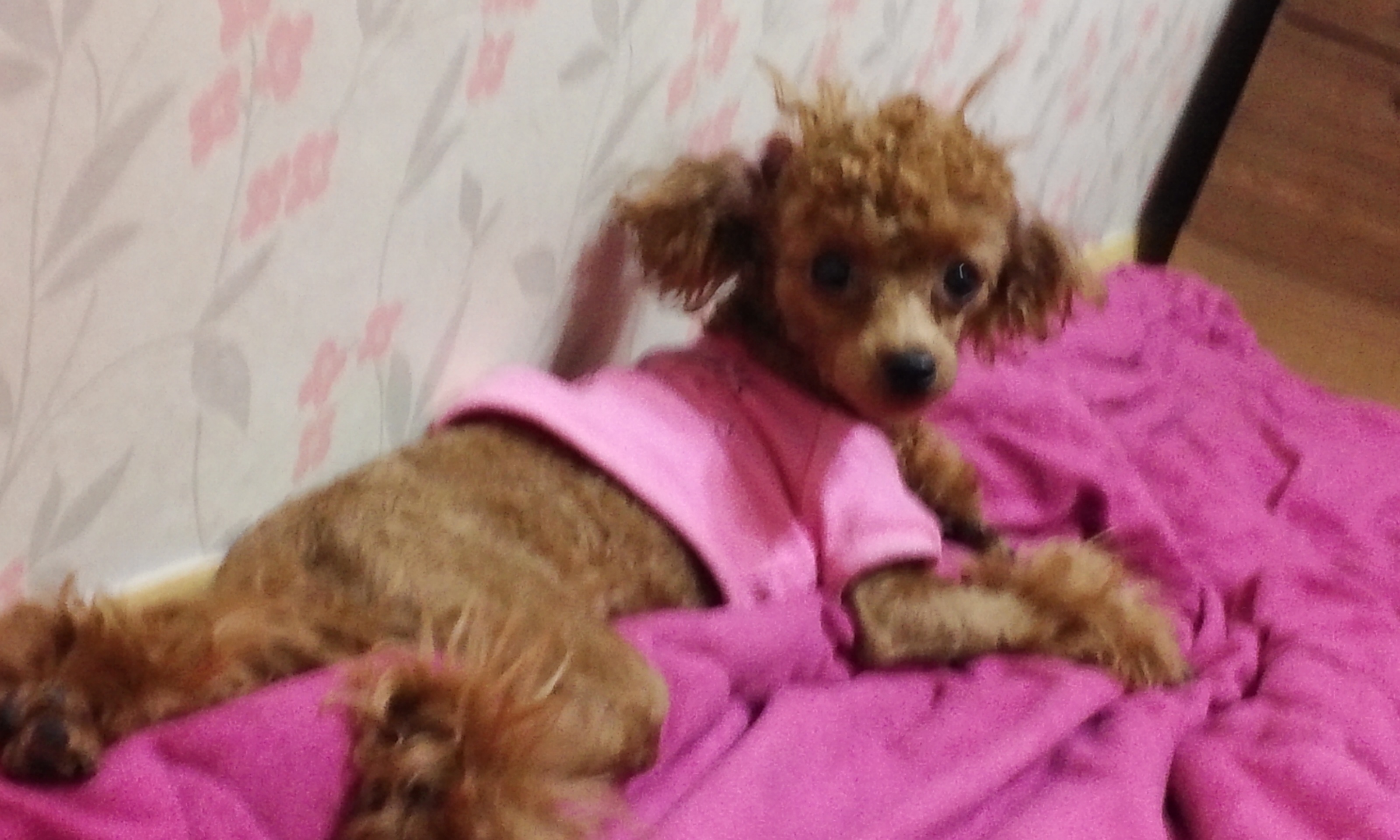 대구광역시 토이푸들찾아요