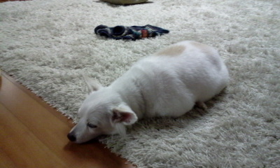 용인에서 "필"스피치 믹스견 을 찿습니다 