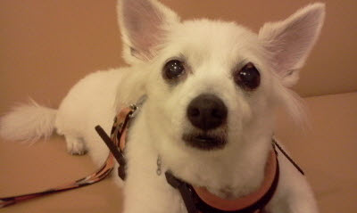 용인에서 "필"스피치 믹스견 을 찿습니다 