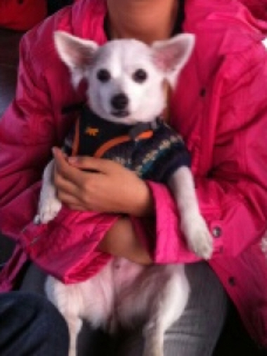 용인에서 "필"스피치 믹스견 을 찿습니다 