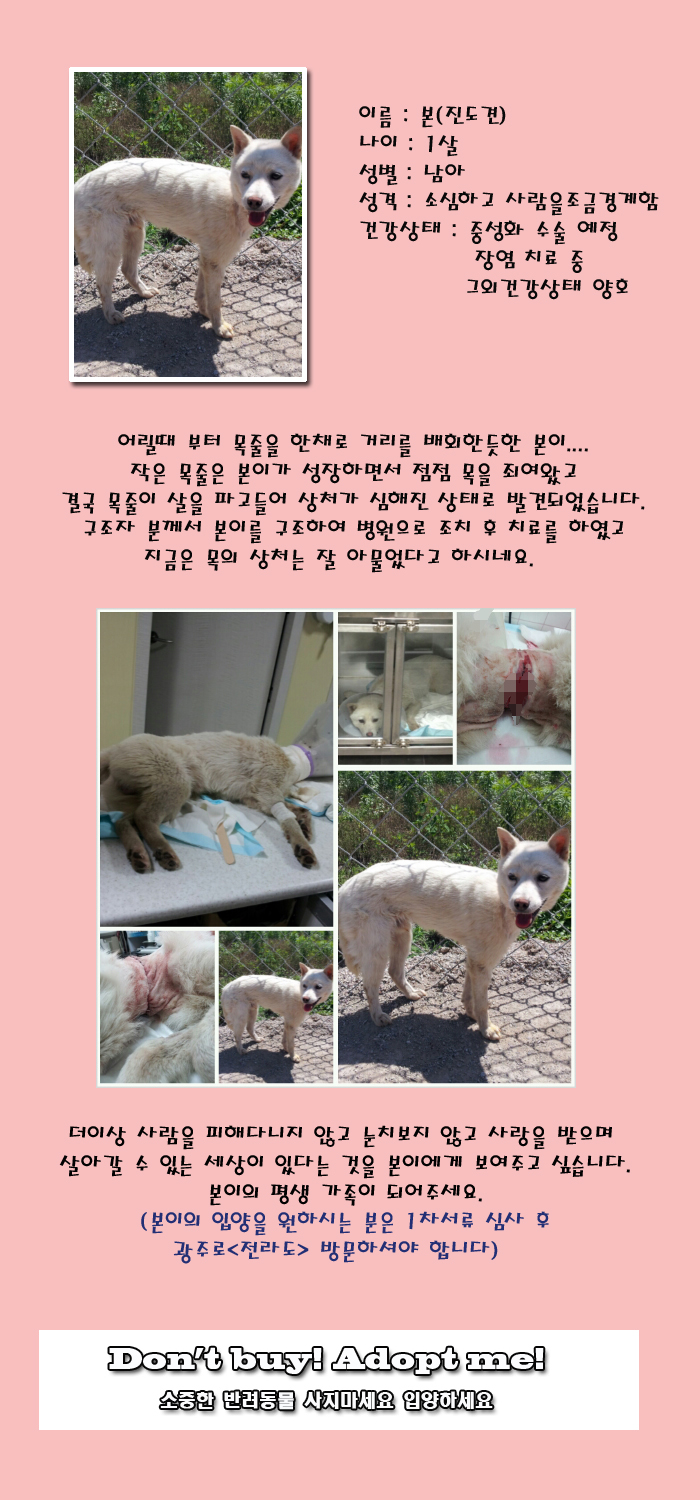 [D13-34관외] 목줄이 살이파고들어간 채 발견된 본이