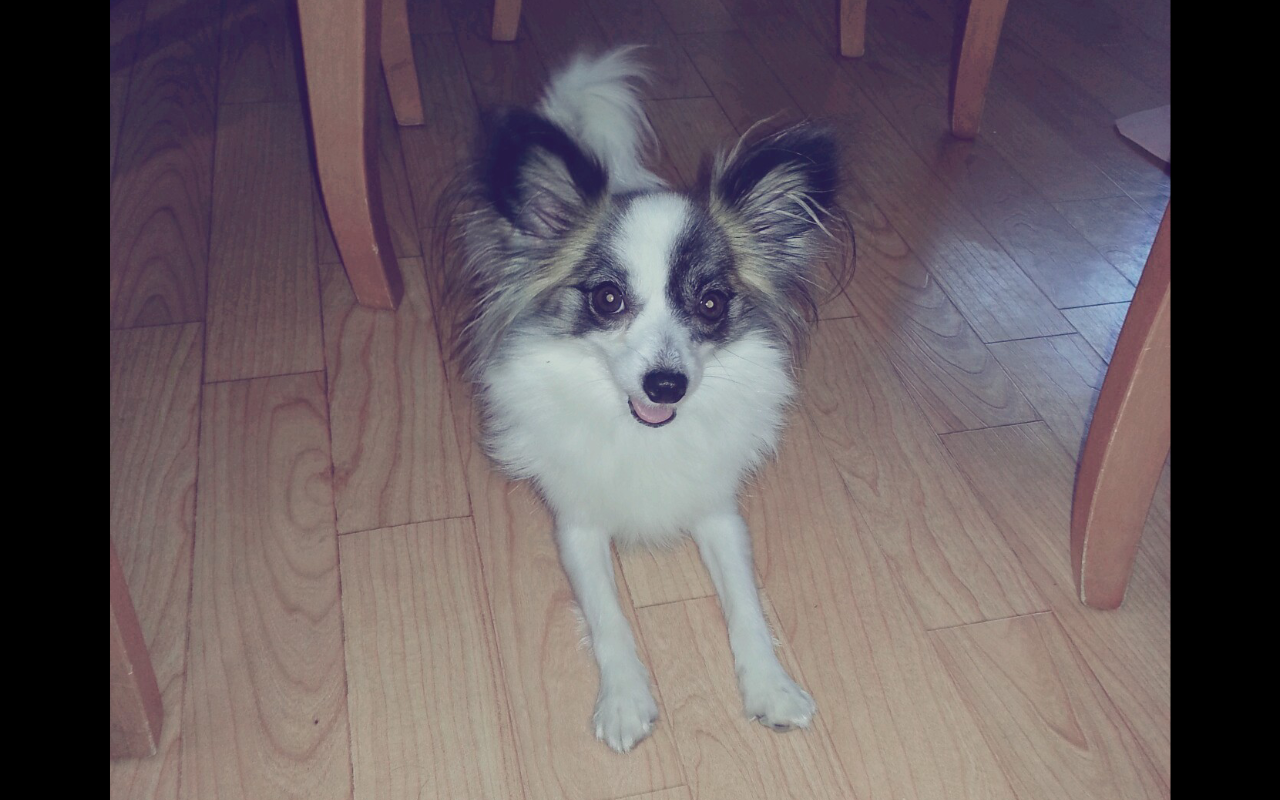 *서울시 성동구 용답동 / 잃어버린 파피용 암컷 찾습니다ㅠㅠ*