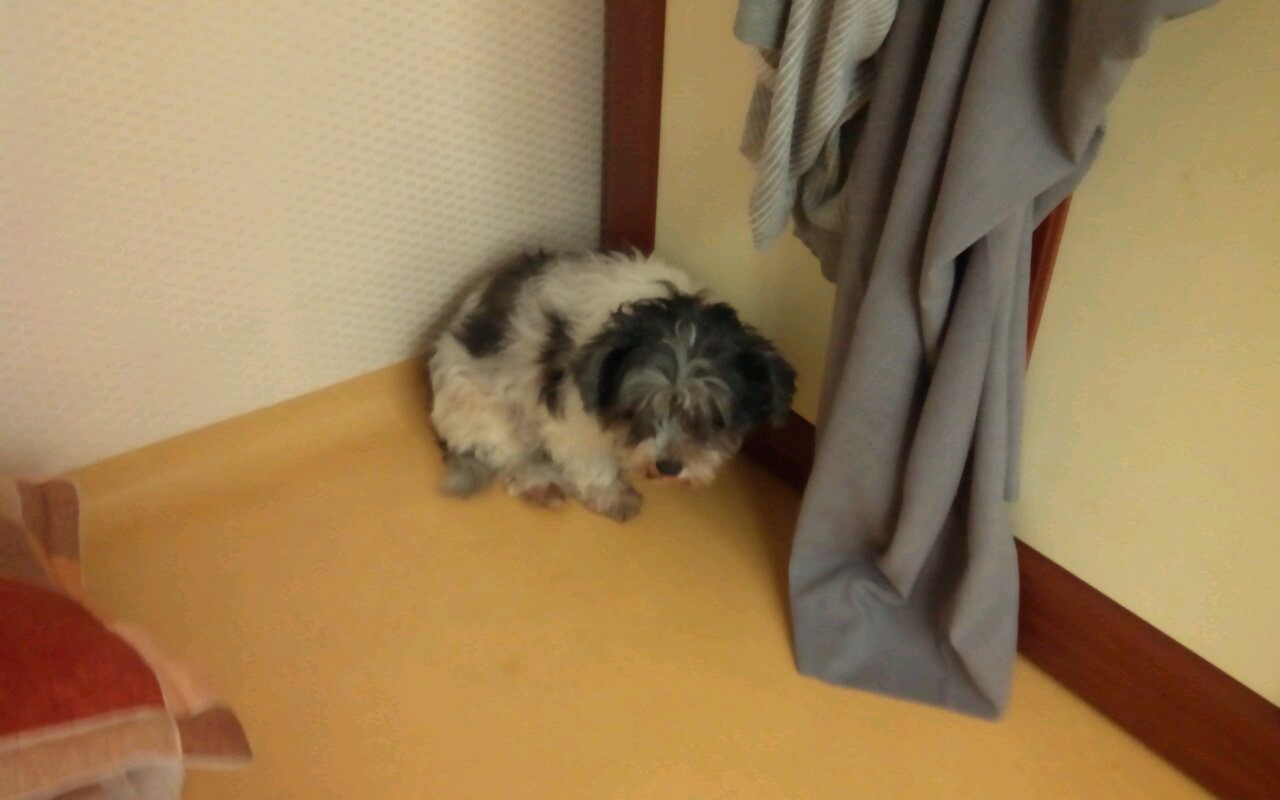 안락사에 처한 아이를 도와주세요