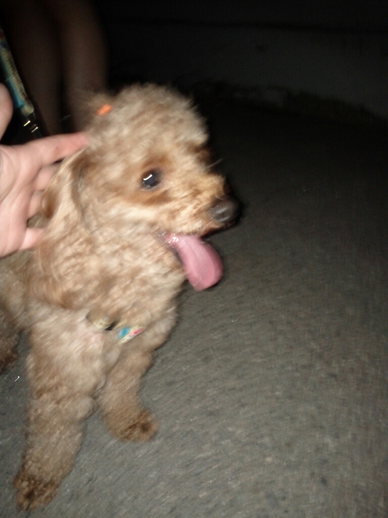 [경기도 부천시 소사구] 갈색토이(추정)푸들 보호하고있습니다.