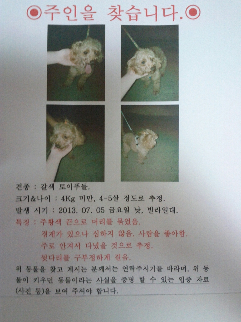 [경기도 부천시 소사구] 갈색토이(추정)푸들 보호하고있습니다.