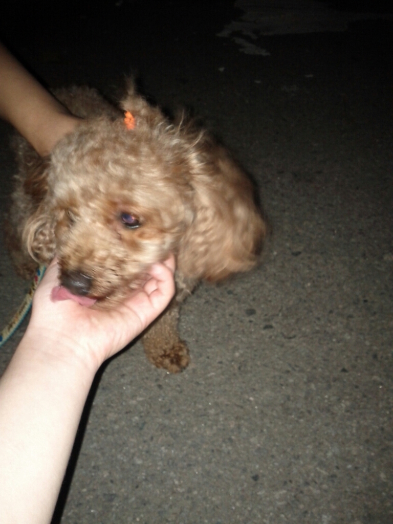 [경기도 부천시 소사구] 갈색토이(추정)푸들 보호하고있습니다.