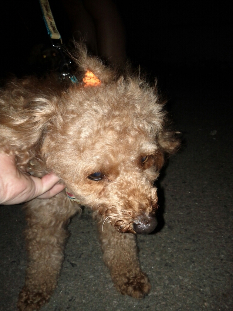 [경기도 부천시 소사구] 갈색토이(추정)푸들 보호하고있습니다.