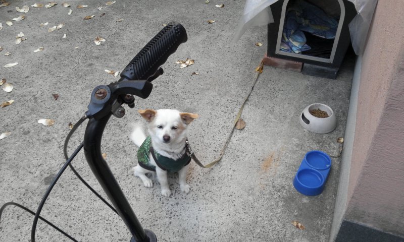 우리 가족 똥개를 찾습니다<대구>