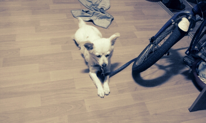 우리 가족 똥개를 찾습니다<대구>