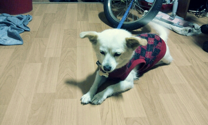 우리 가족 똥개를 찾습니다<대구>