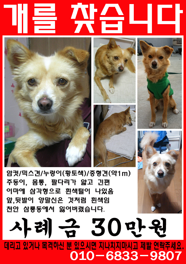 천안시 삼룡동/믹스견/황토색/암컷 찾아요..