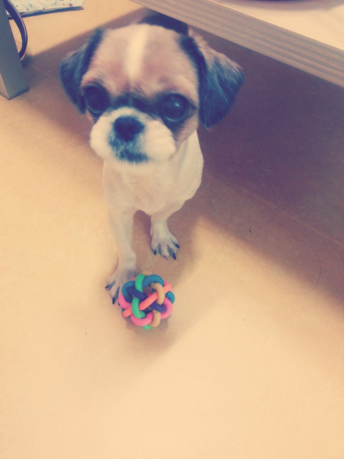 [대전 서구] 시츄 찾아요