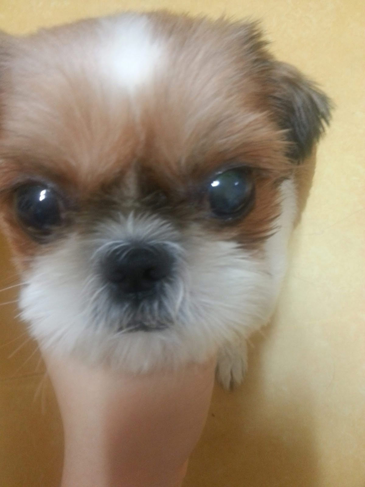 [대전 서구] 시츄 찾아요