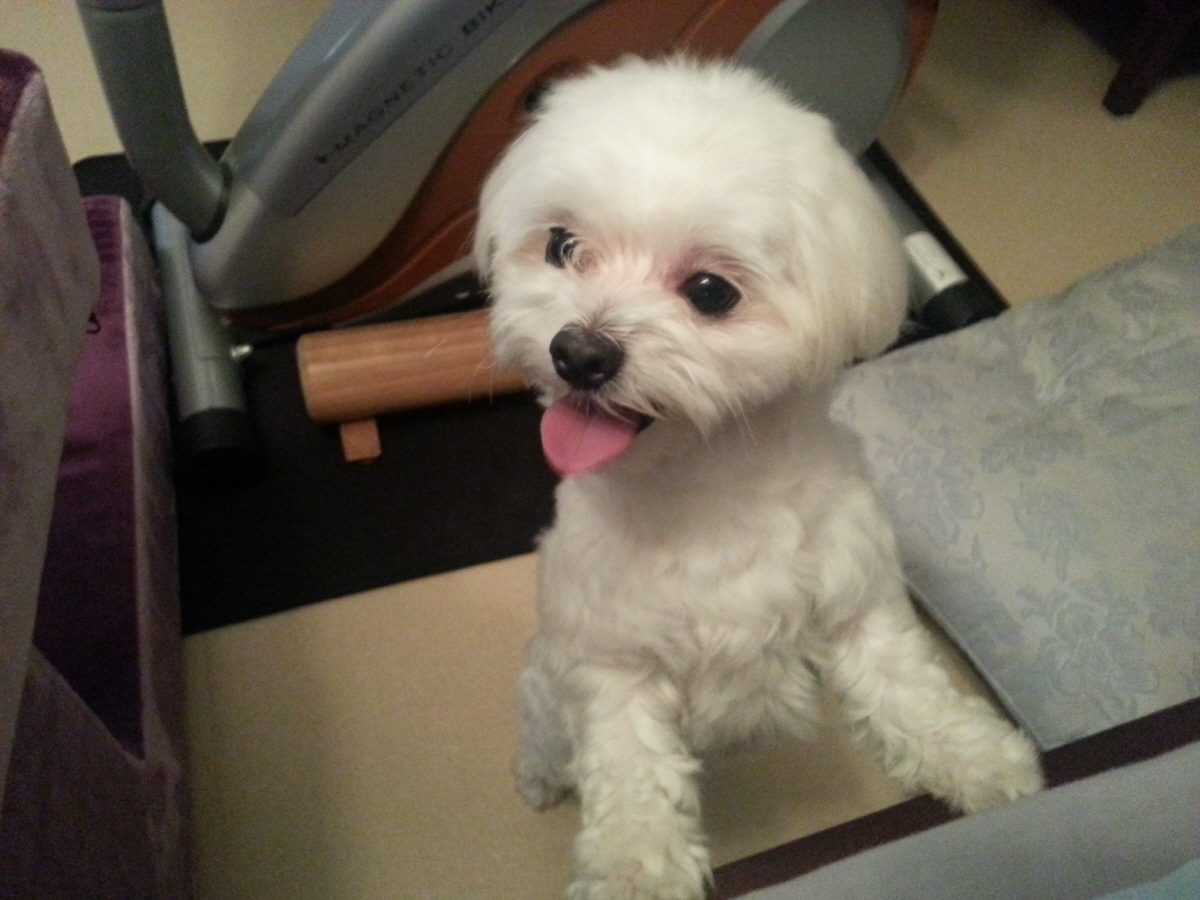 [경기도 수원시] 화서동 말티즈 여아 보호중입니다.