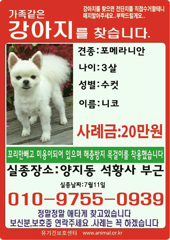 경기 성남 포메라이안 찾습니다