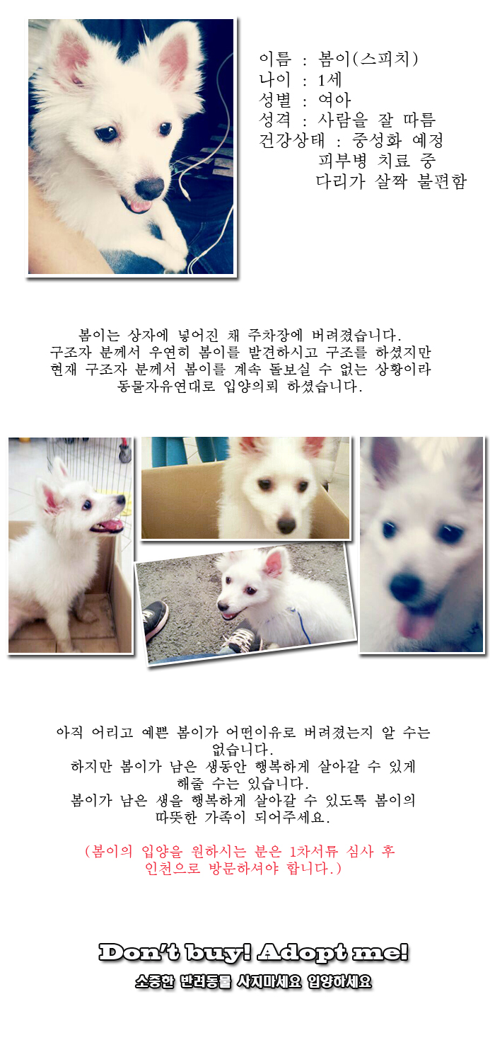 [D13-37관외] 상자에 담겨 주차장에 버려진 봄이