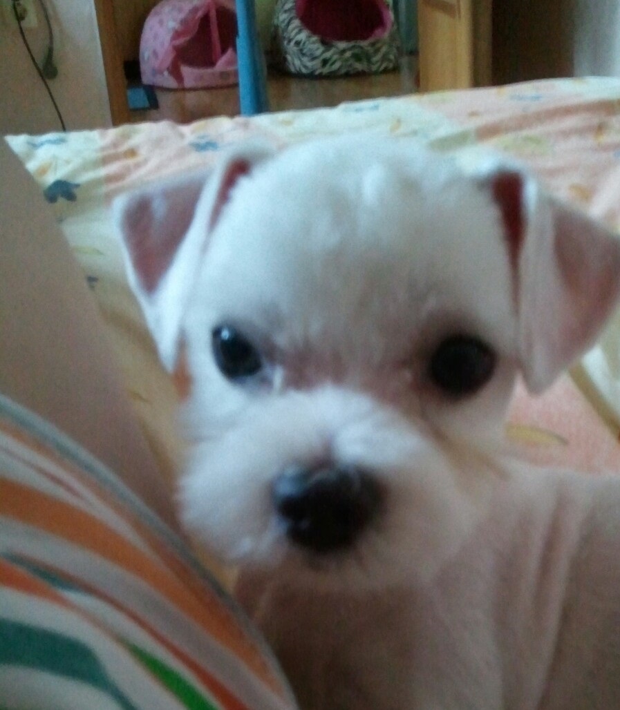 비앙이를 찾아주세요(경남 창원시 중앙동)말티즈