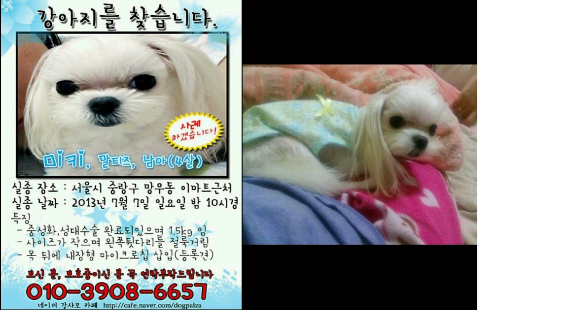4살 말티즈 남아 찾습니다
