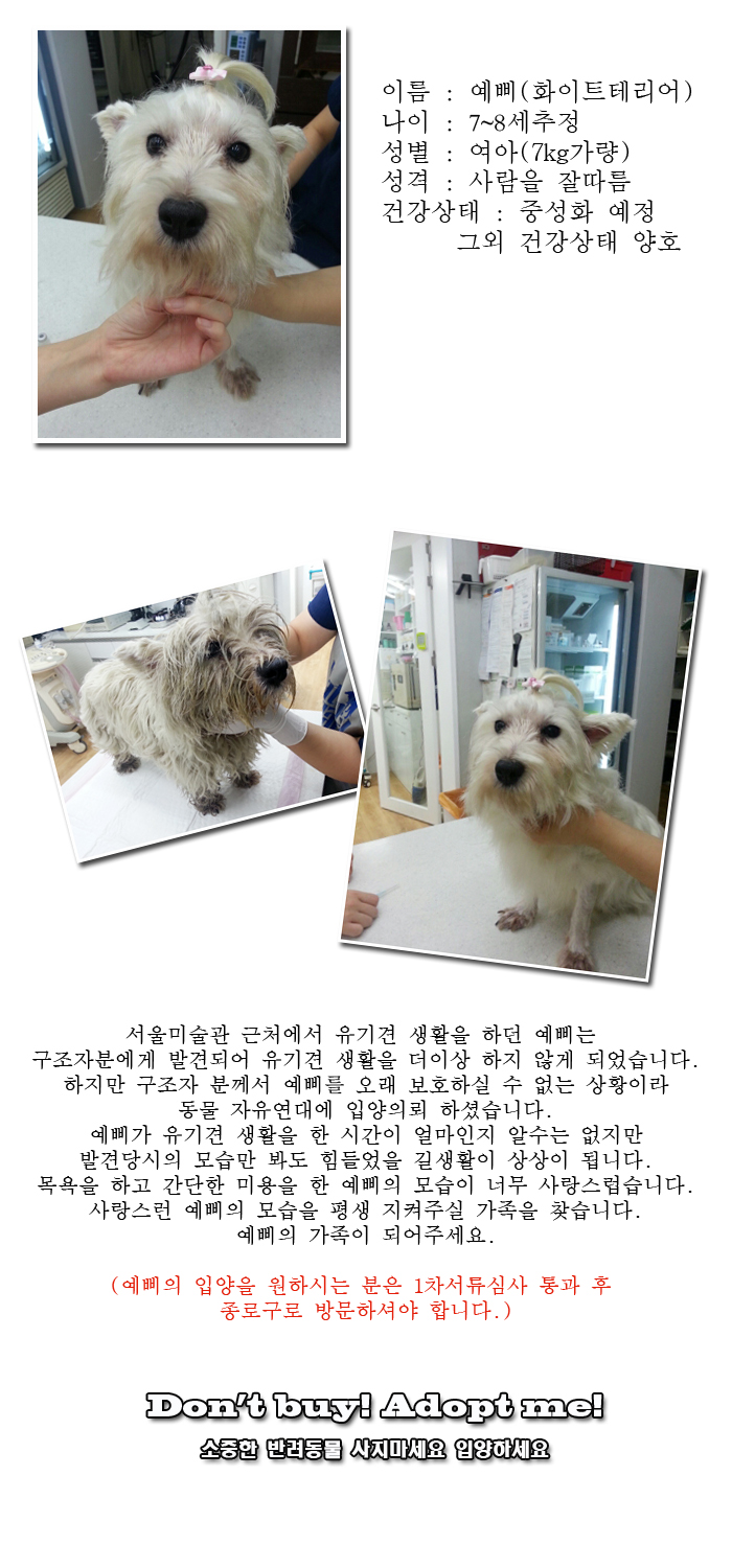 [D13-39관외] 서울미술관 앞에서 유기견 생활을 하던 예삐