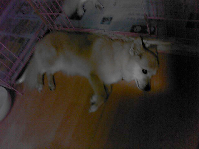 거제시 고현동 고현사거리 앞에서 분실 믹스견