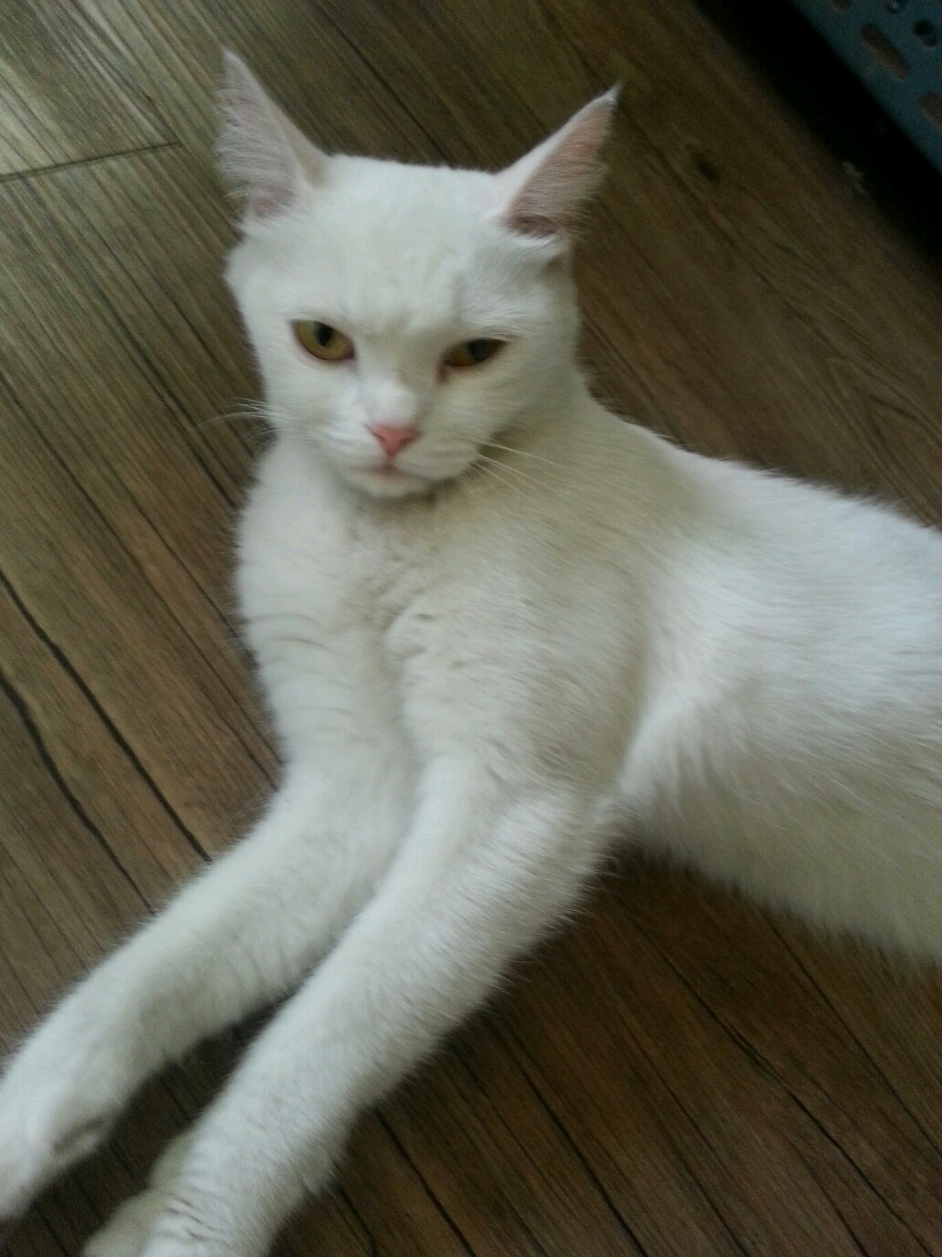 터앙 여자아이 보호중입니다