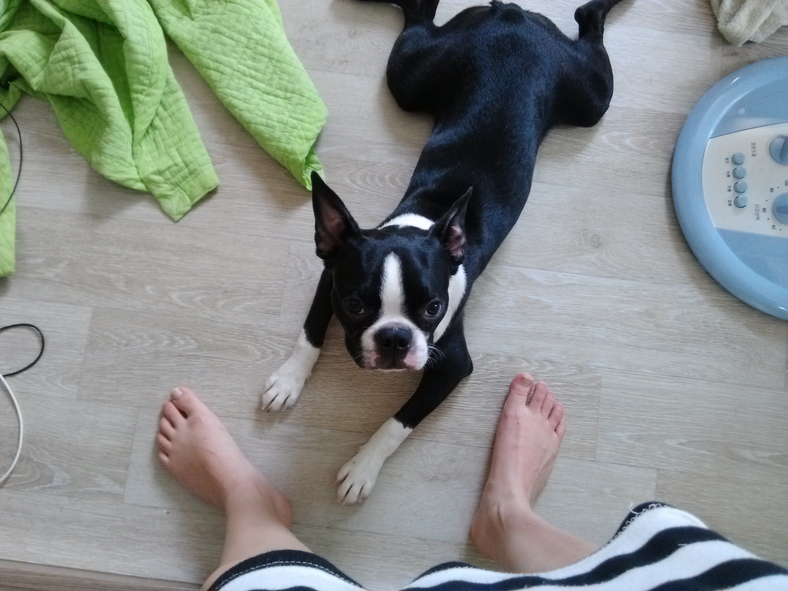 달봉이를 찾습니다