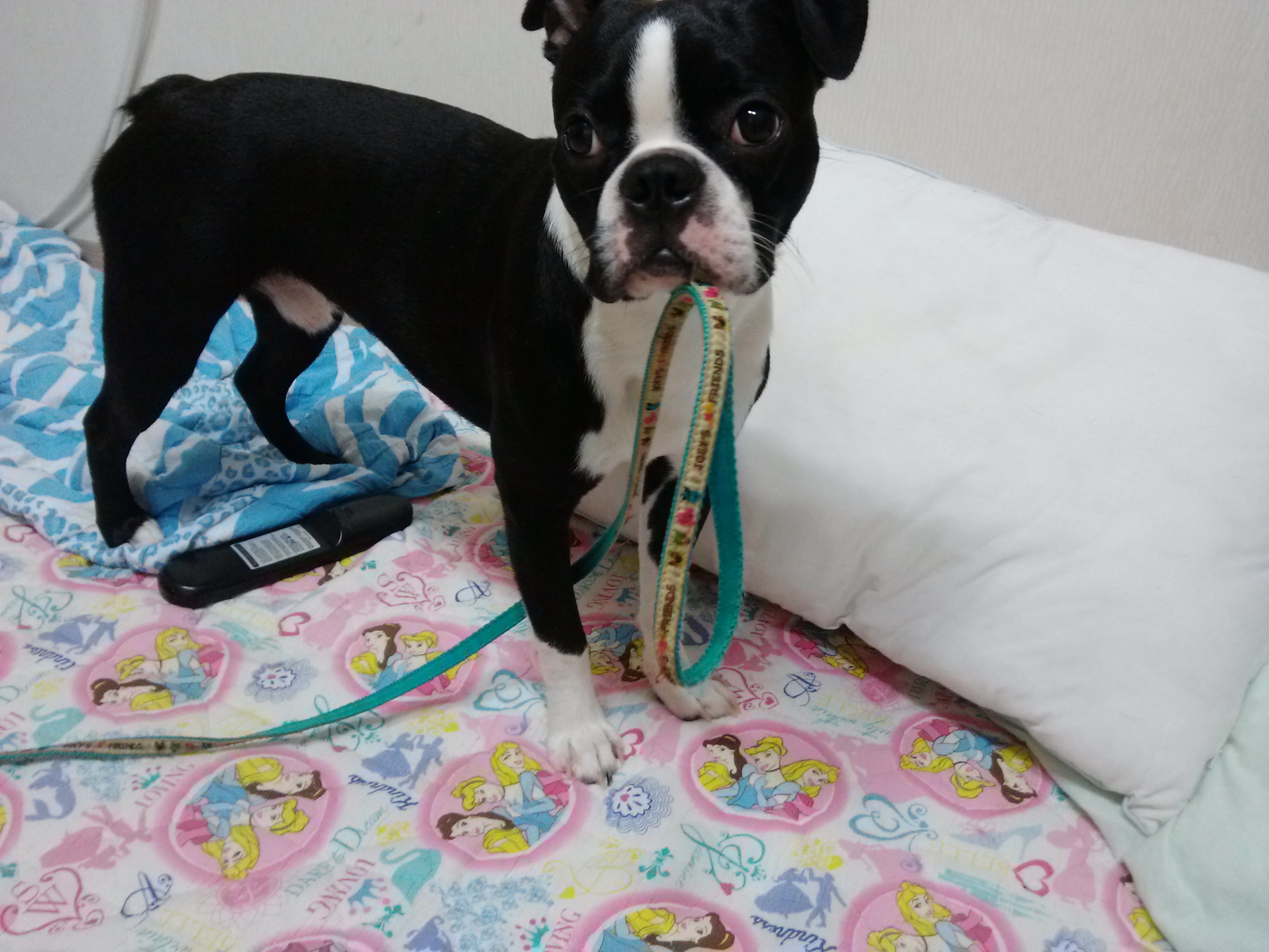 달봉이를 찾습니다