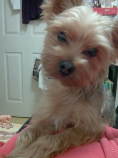 강서구 화곡동 요크셔잃어버렸어요..