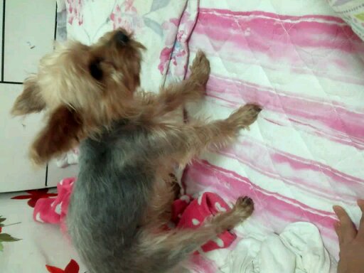 강서구 화곡동 요크셔잃어버렸어요..