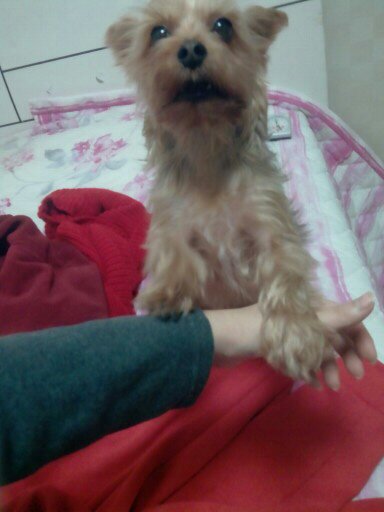 강서구 화곡동 요크셔잃어버렸어요..