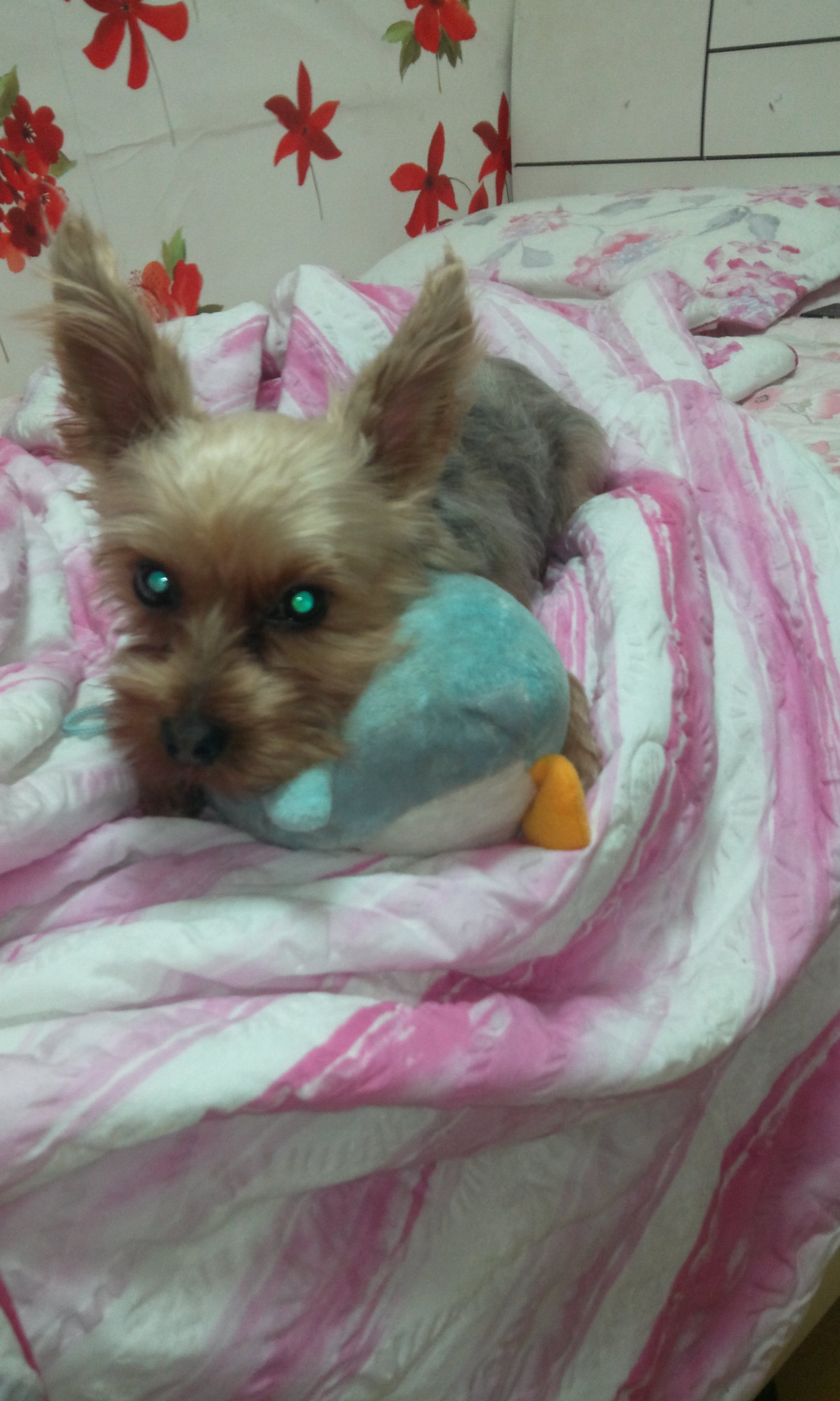 강서구 화곡동 요크셔잃어버렸어요..