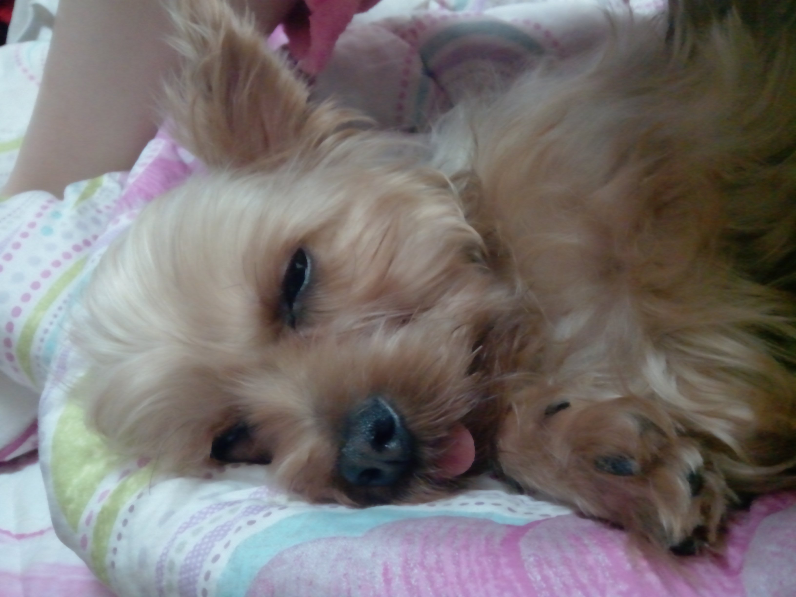 강서구 화곡동 요크셔잃어버렸어요..