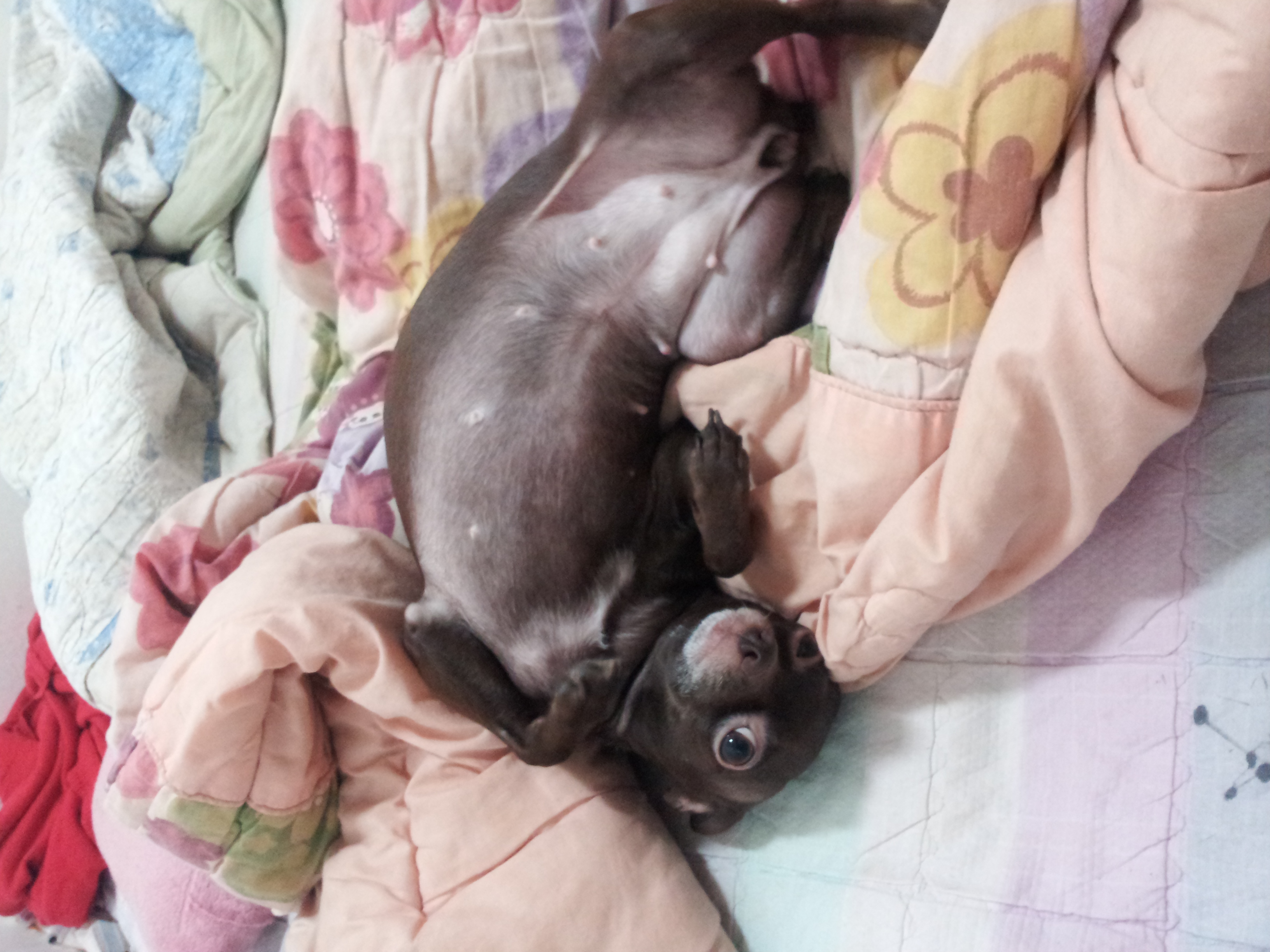 서울 중랑구 망우3동 강아지를 찾습니다